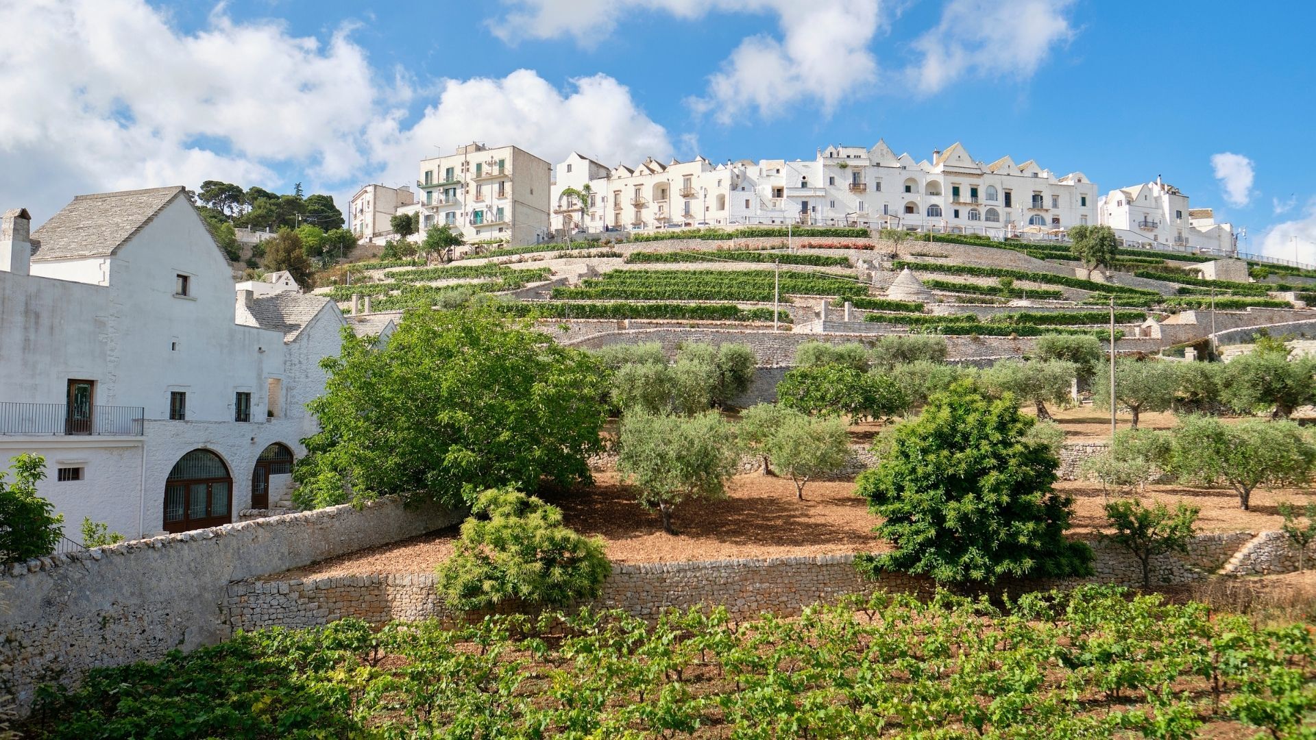 frantoio-forti-locorotondo